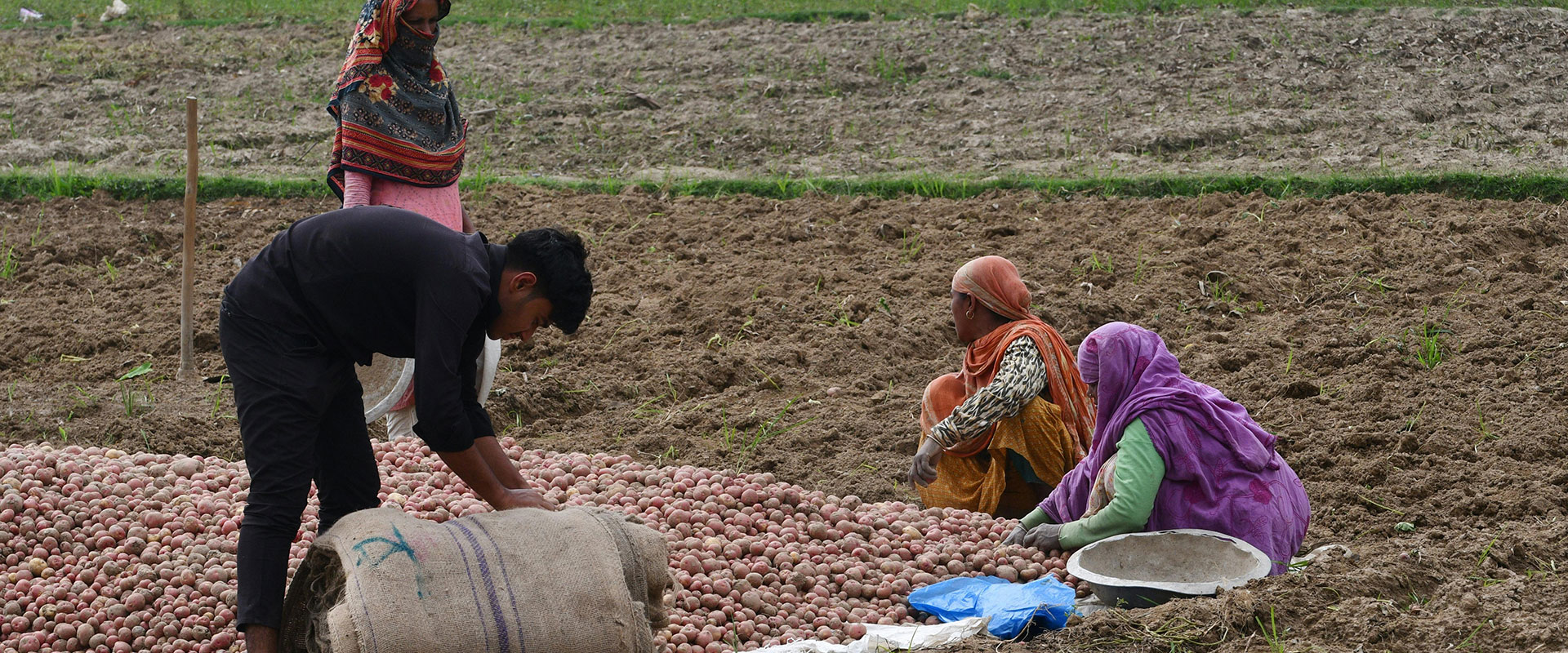 Potato-Farming