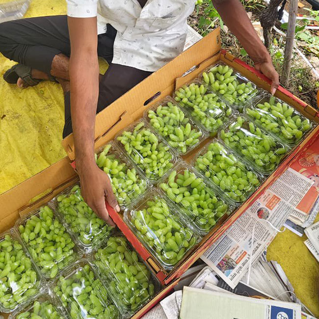 fruits-Exporting-Image
