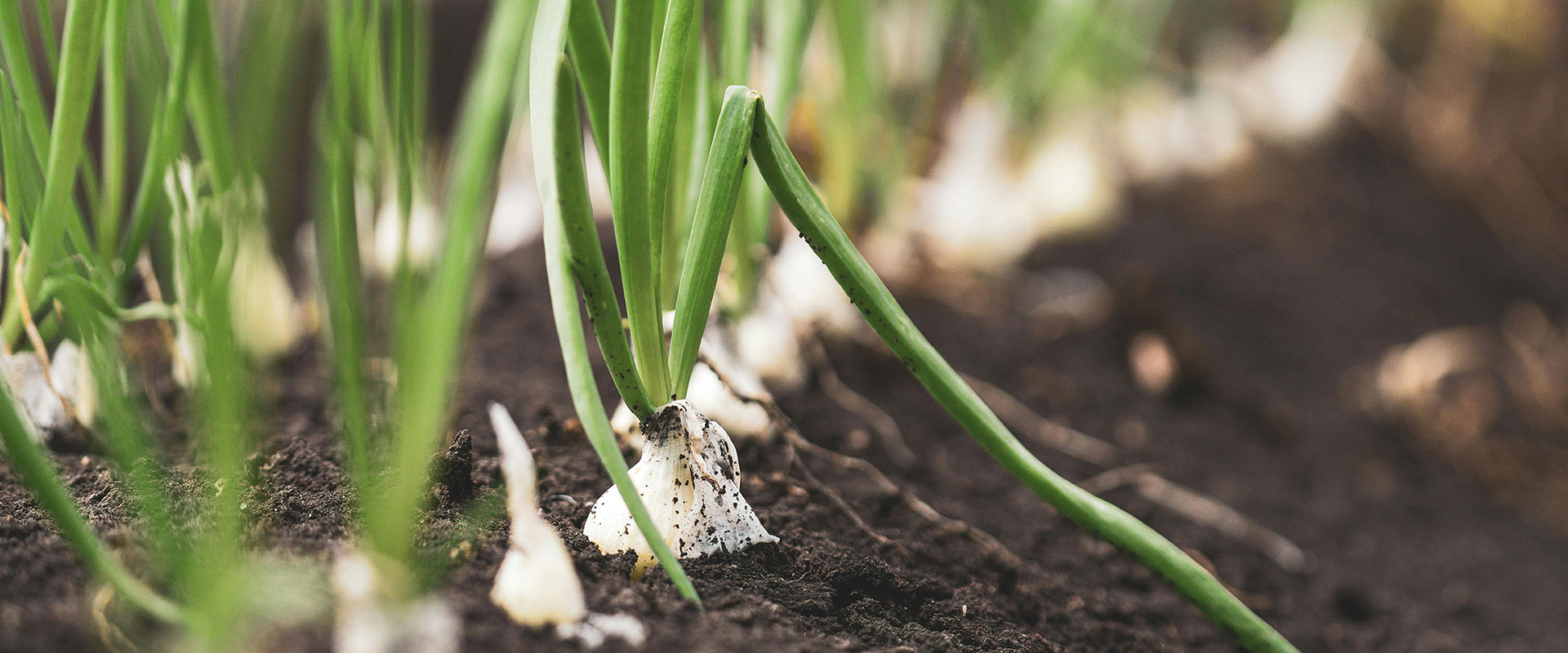 onion-Farming